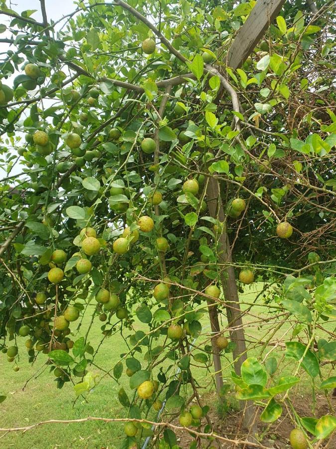 Holiday Farm Jodhpur Джодпур Екстериор снимка